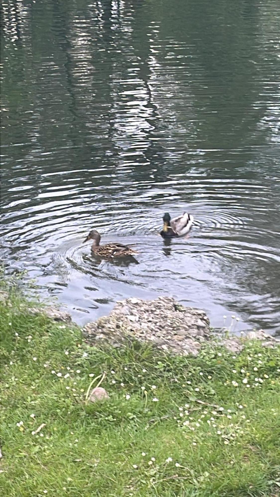 Laghi Di Como Appartamento Di Licinia E Mario Asso Εξωτερικό φωτογραφία
